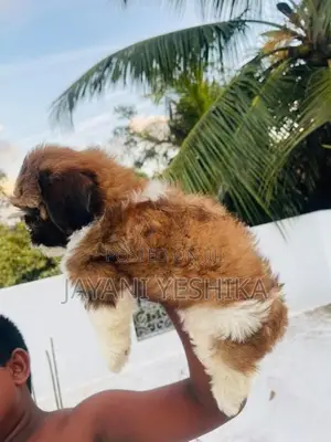 Shih Tzu Puppies