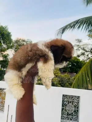 Shih Tzu Puppies