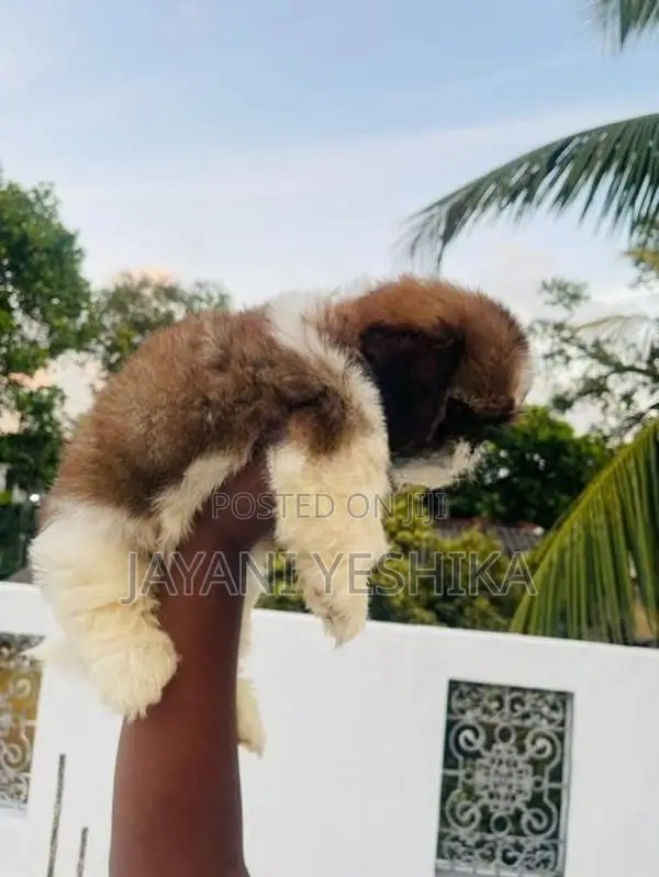 Shih Tzu Puppies