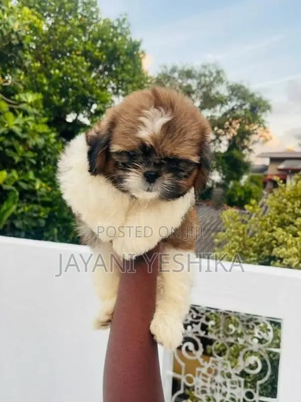 Shih Tzu Puppies