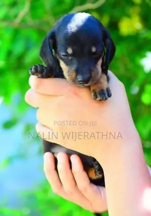 Dachshund Puppies