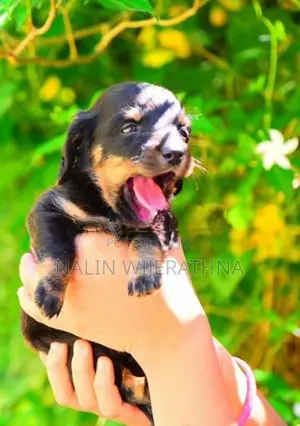 Dachshund Puppies
