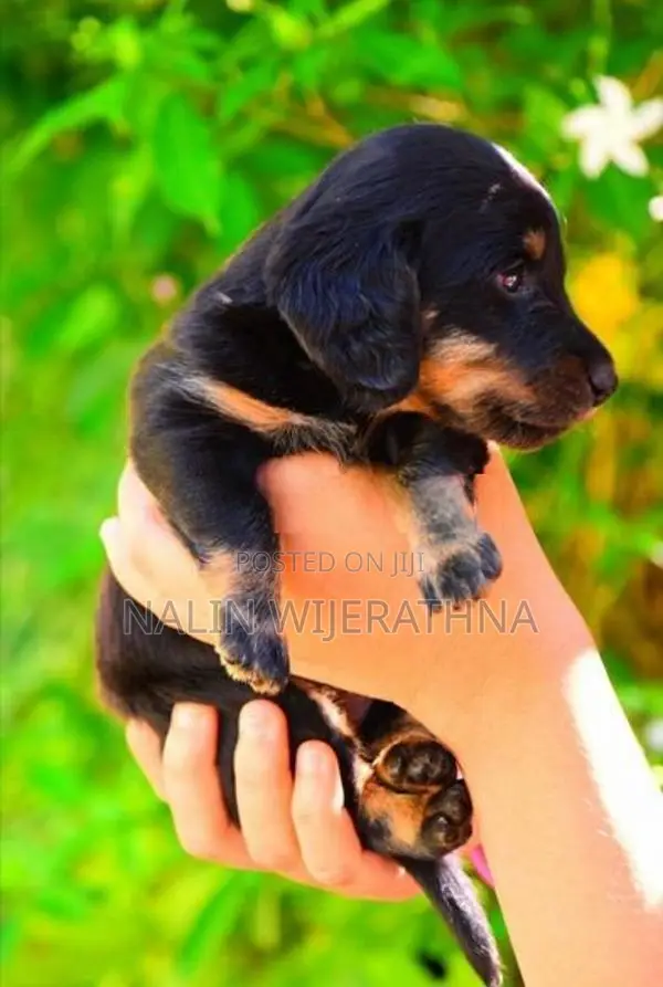 Dachshund Puppies