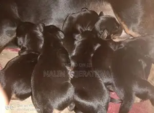 Dachshund Puppies