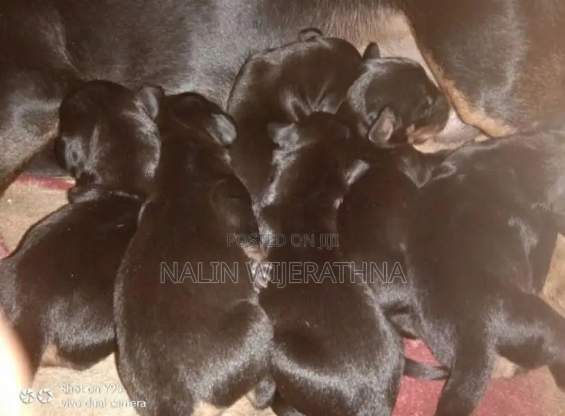 Dachshund Puppies