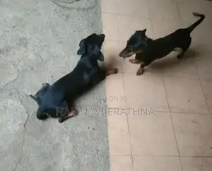 Dachshund Puppies