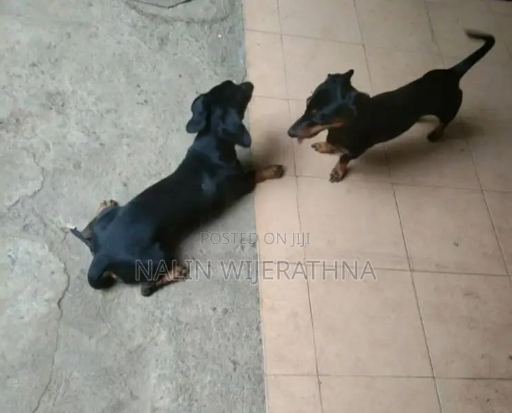 Dachshund Puppies