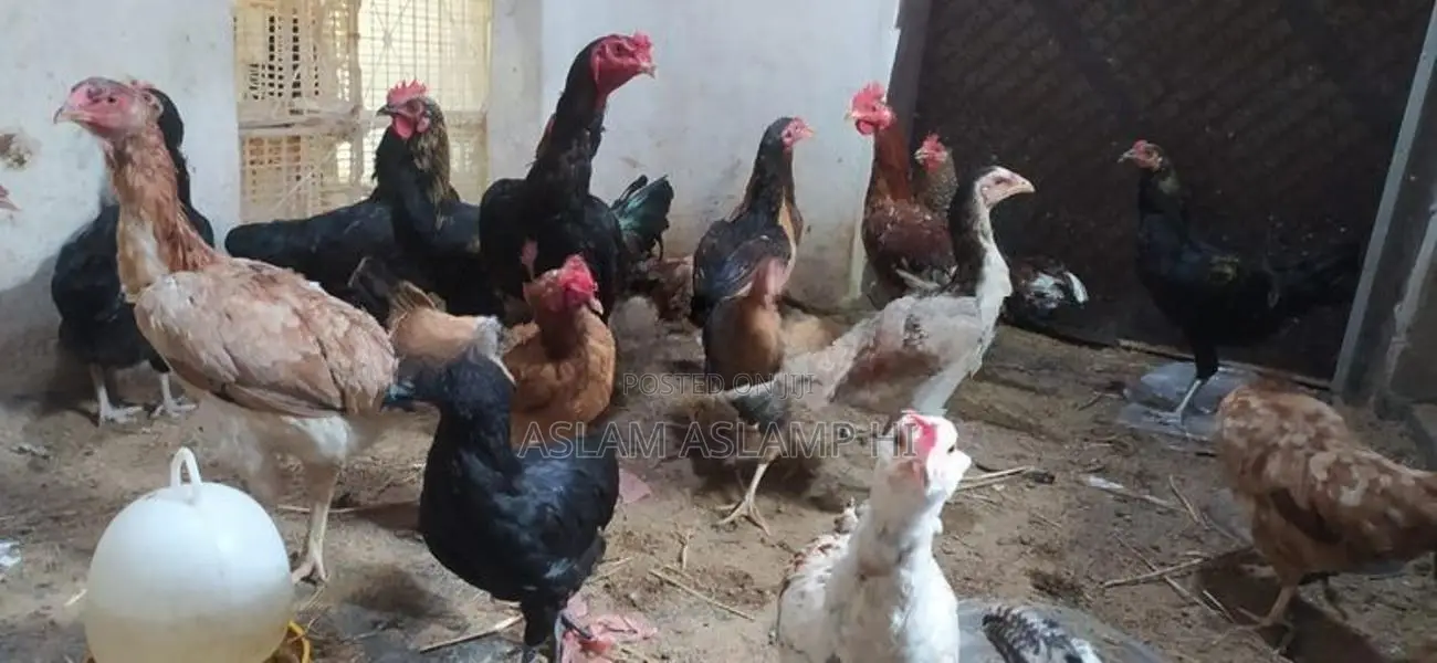 நாட்டுக்கோழிகள்