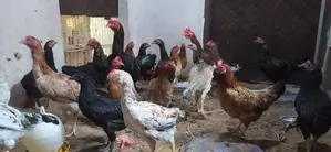 நாட்டுக்கோழிகள்
