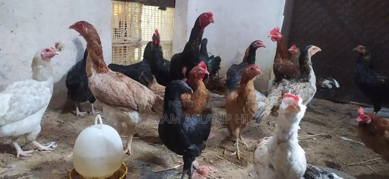 நாட்டுக்கோழிகள்