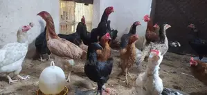 நாட்டுக்கோழிகள்