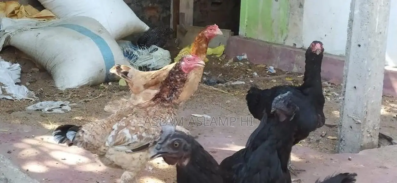 நாட்டுக்கோழிகள்