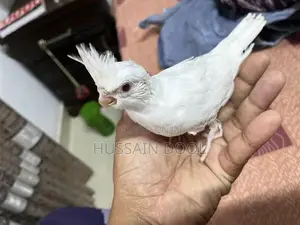 Albino Cockatiel Chick