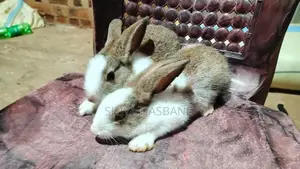 Rabbits