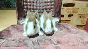 Rabbits