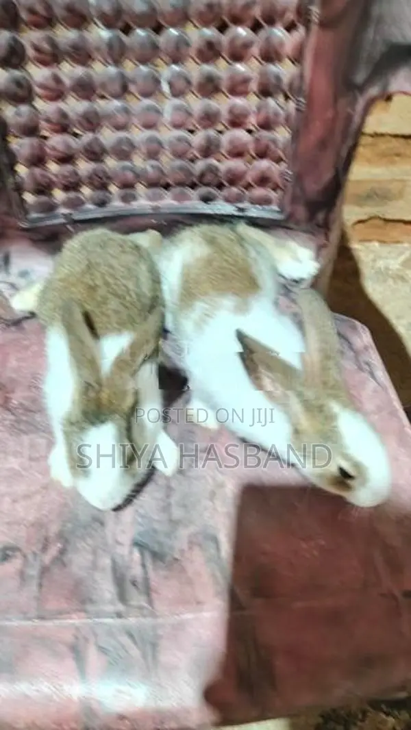 Rabbits