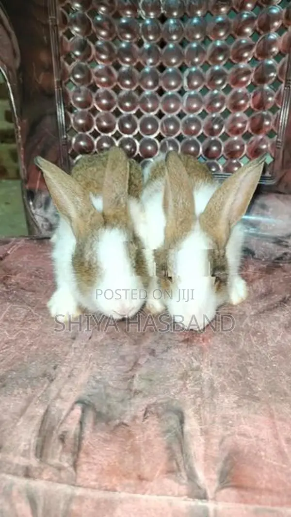 Rabbits