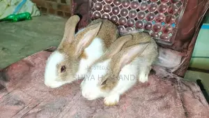 Rabbits