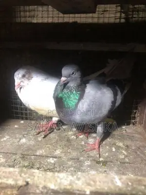 Pigeons