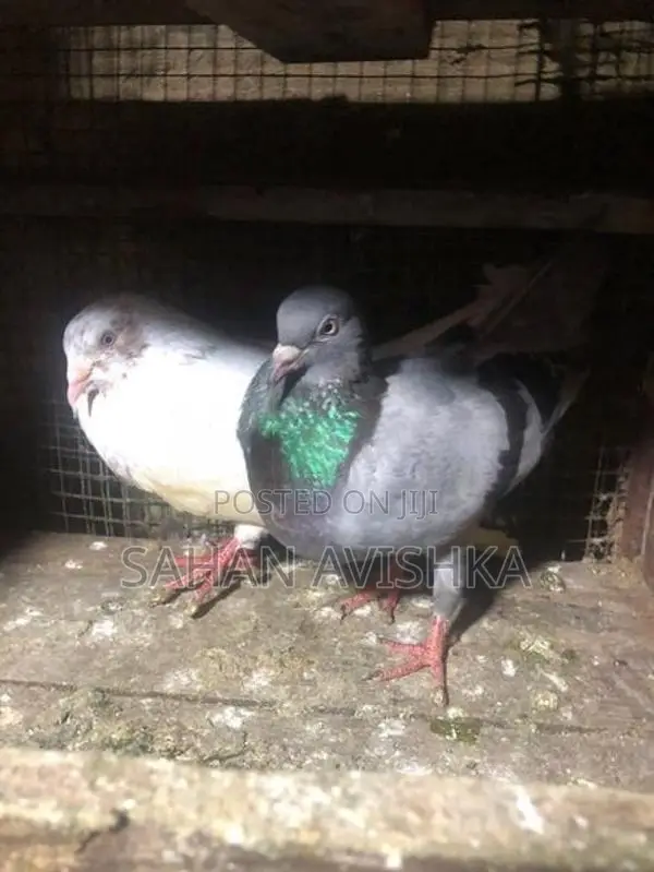 Pigeons