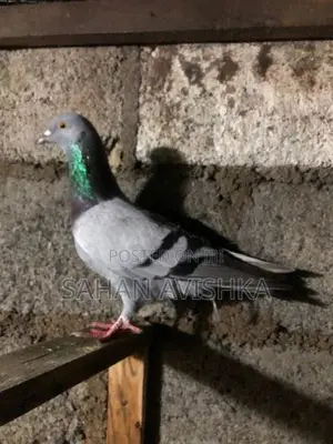 Pigeons