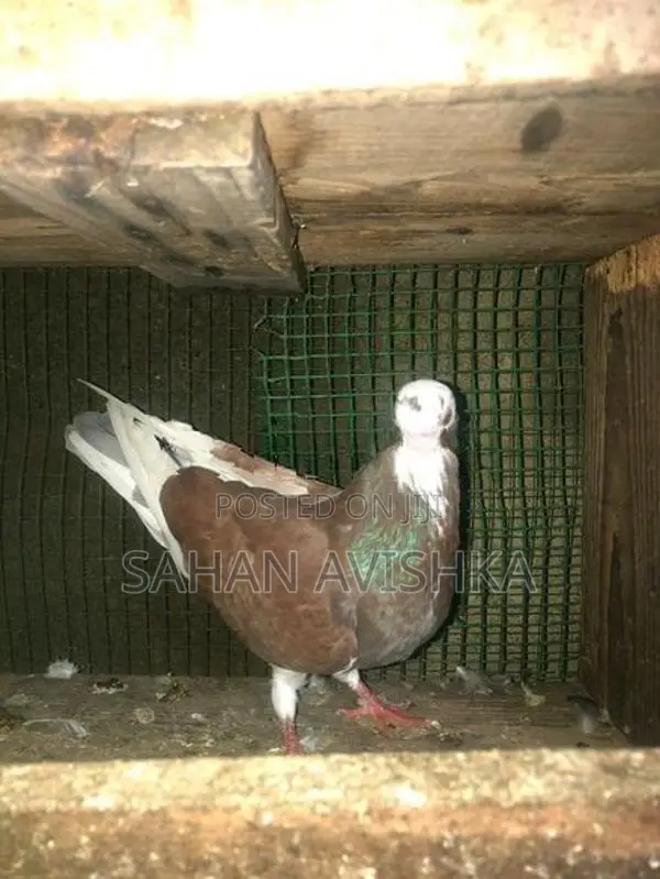 Pigeons
