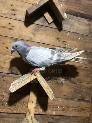 Pigeons