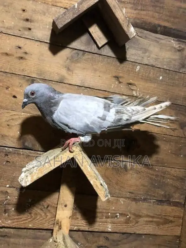 Pigeons