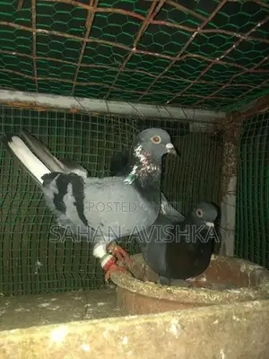 Pigeons