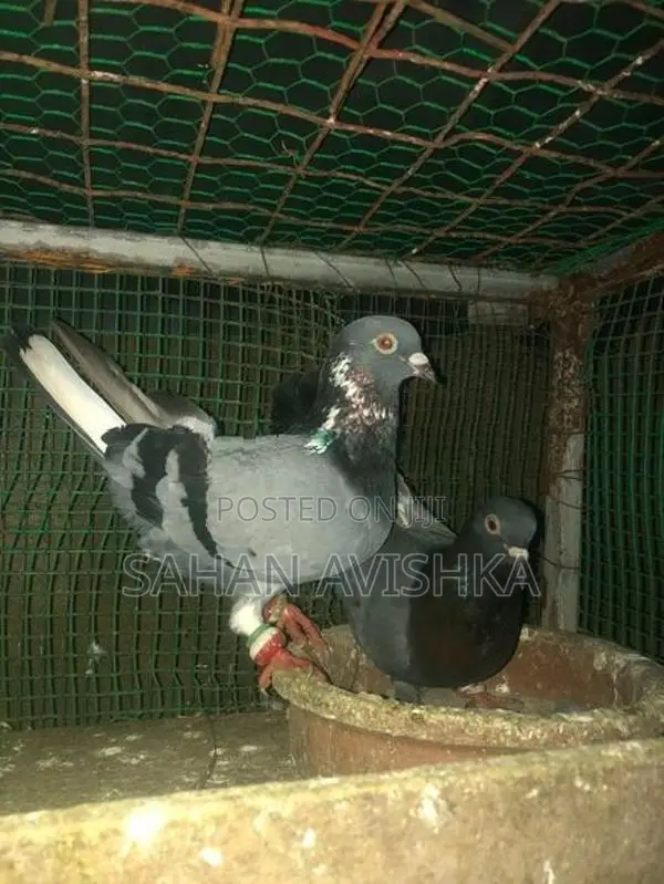 Pigeons