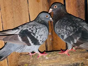 Pigeons