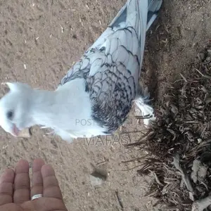 Pigeons