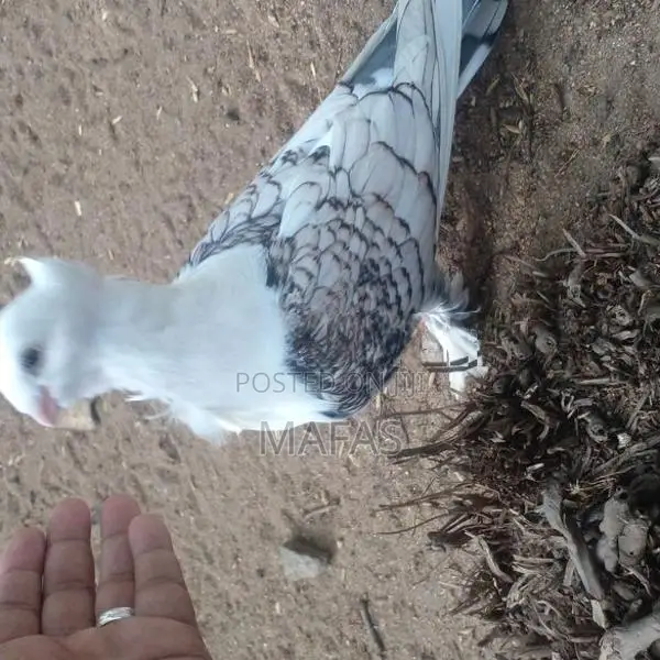 Pigeons