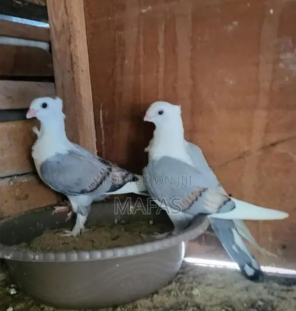 Pigeons
