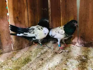 Pigeons