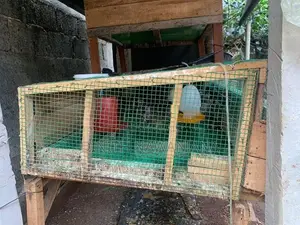 වටු කුරුල්ලන් සහ කූඩුව