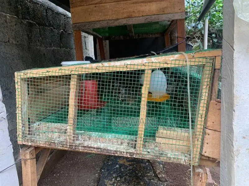 වටු කුරුල්ලන් සහ කූඩුව