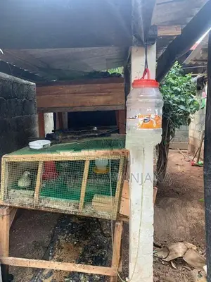 වටු කුරුල්ලන් සහ කූඩුව