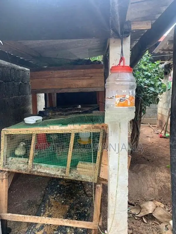 වටු කුරුල්ලන් සහ කූඩුව