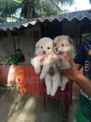 Lion Pomeranian