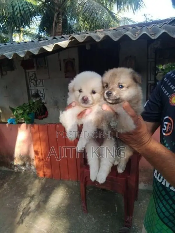 Lion Pomeranian