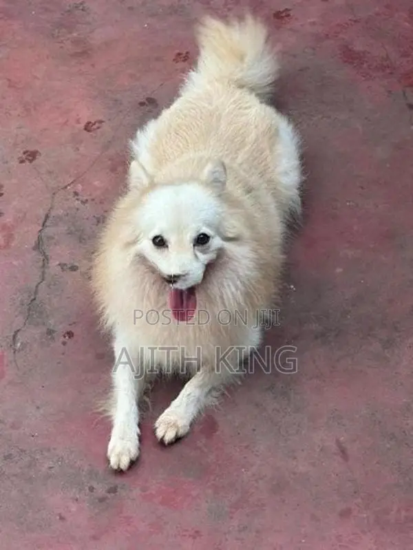 Lion Pomeranian