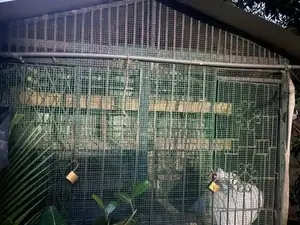 Bird Cage