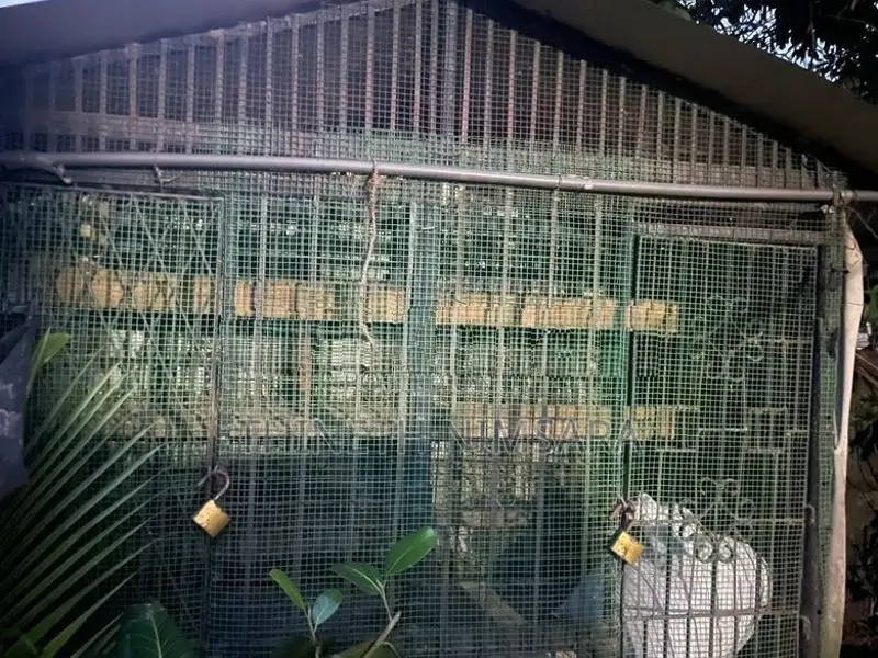 Bird Cage