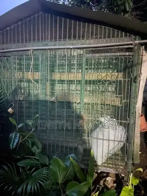 Bird Cage