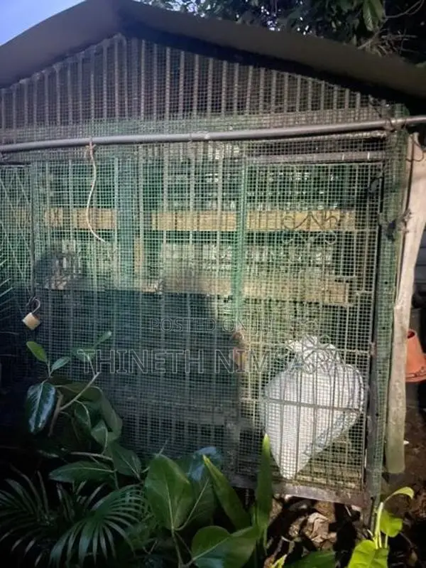 Bird Cage