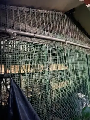 Bird Cage