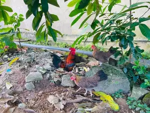 OEG Chick Pair