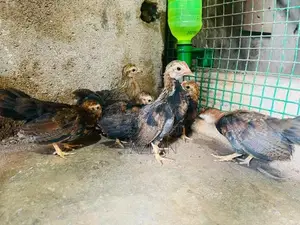 OEG Chick Pair