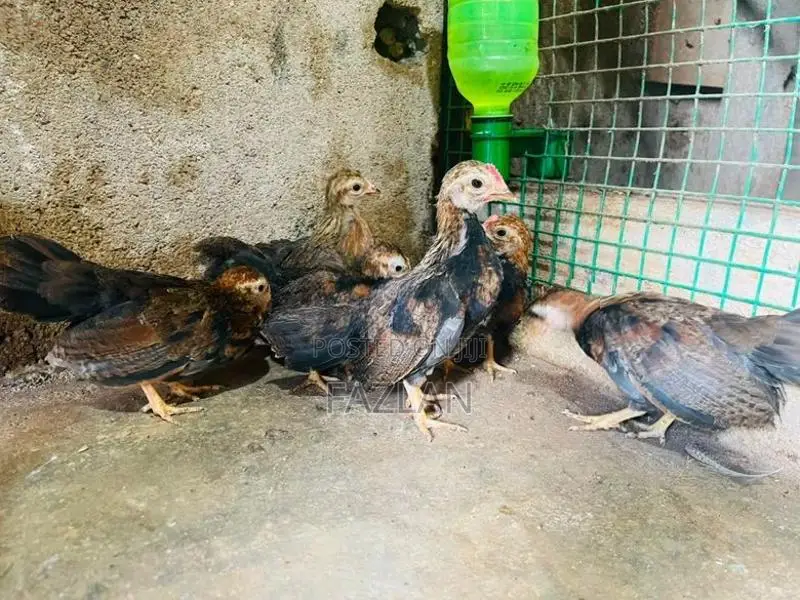 OEG Chick Pair